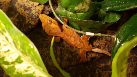CG 1 (Crested gecko) Pris: 500:-  Kön: Hane Vikt: 23 g Ålder: okänd troligtvis runt året Uppfödare: Okänd