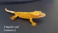 /album/bildgalleri-our-hatchlings/a20160727-103015-resized-jpg/
